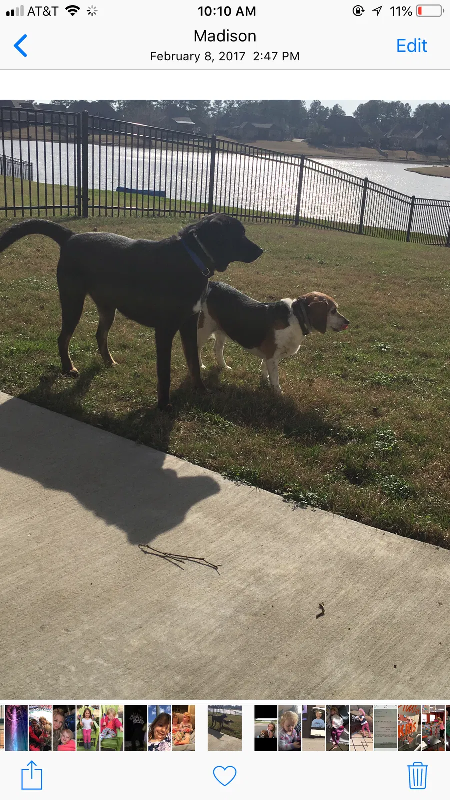 Found dog in Madison, MS, 39110