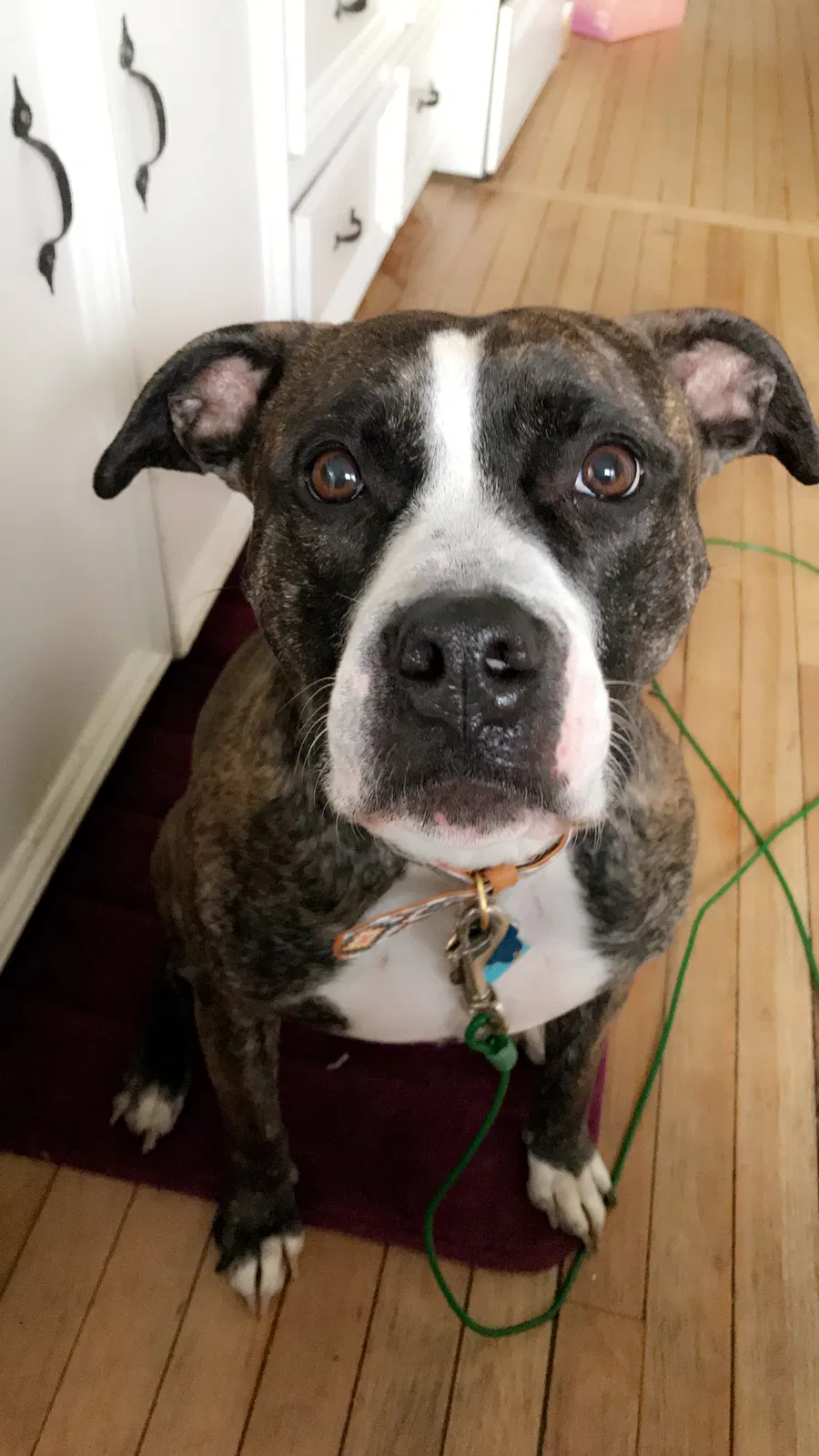 Found dog in Hollis Center, ME, 4042