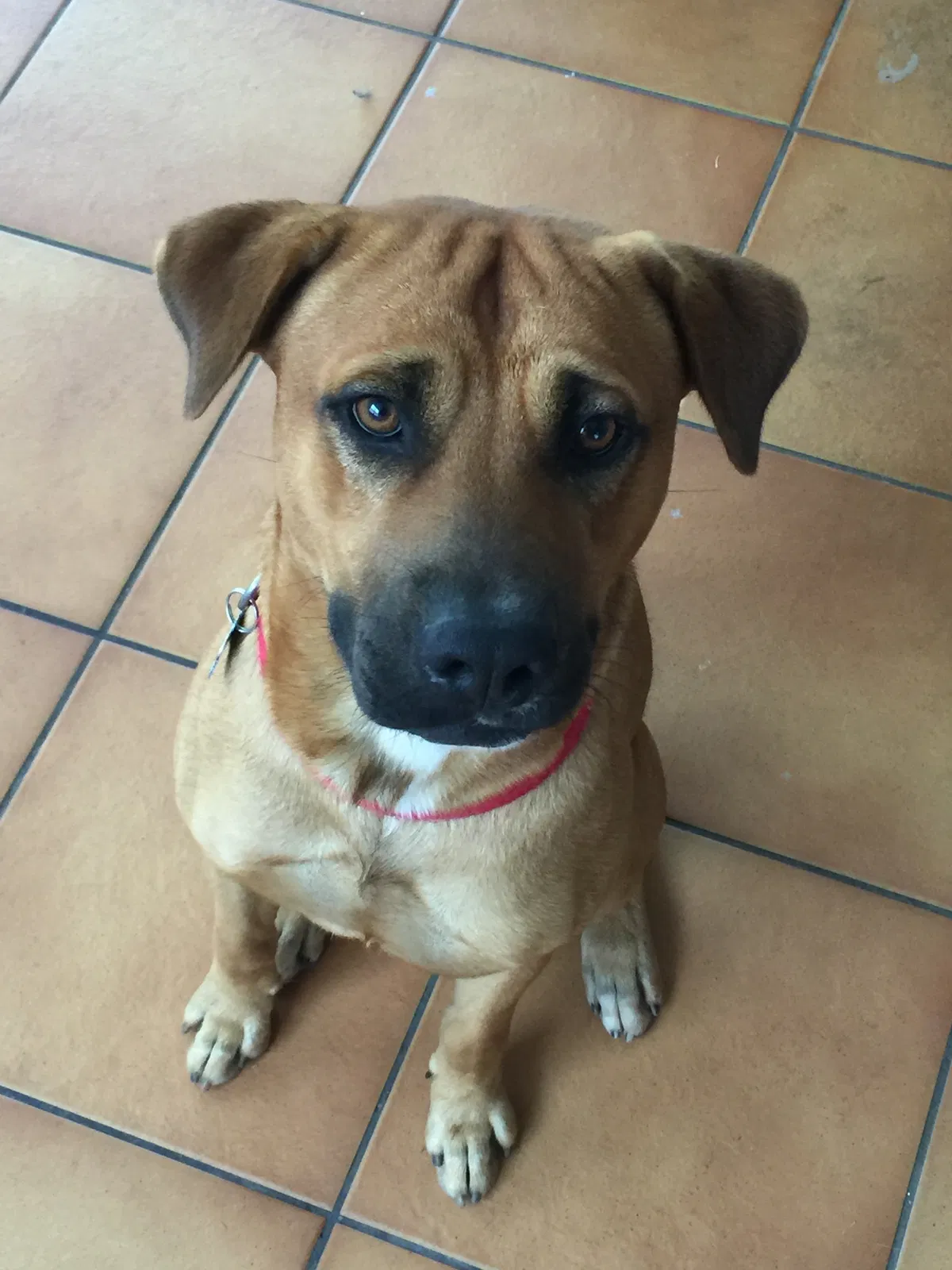 Found dog in Boynton Beach, FL, 33436