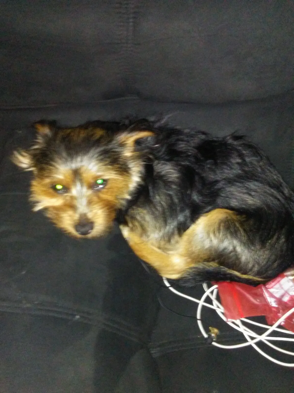Found dog in Fort Dodge, IA, 50501