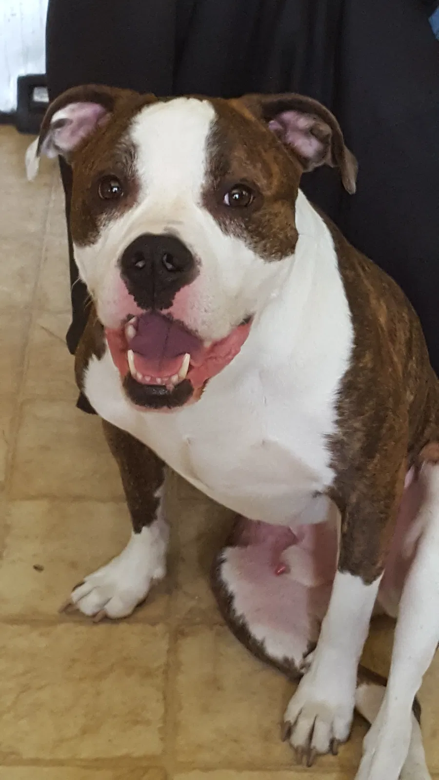 Found dog in Waukesha, WI, 53189