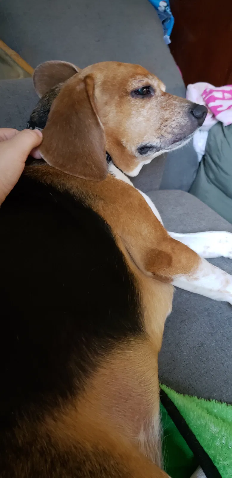 Found dog in Fort Lauderdale, FL, 33325