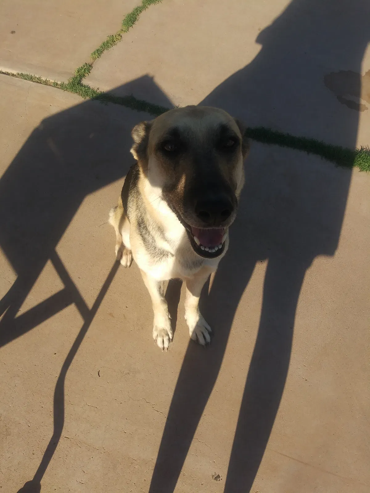 Found dog in Phoenix, AZ, 85042