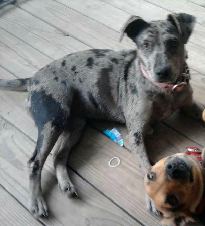 Found dog in Pollock, LA, 71467