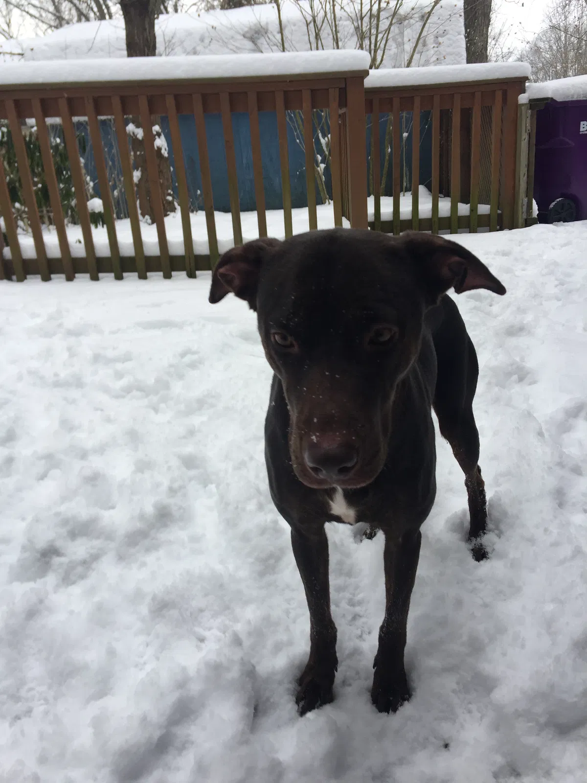 Found dog in Pittsburgh, PA, 15239