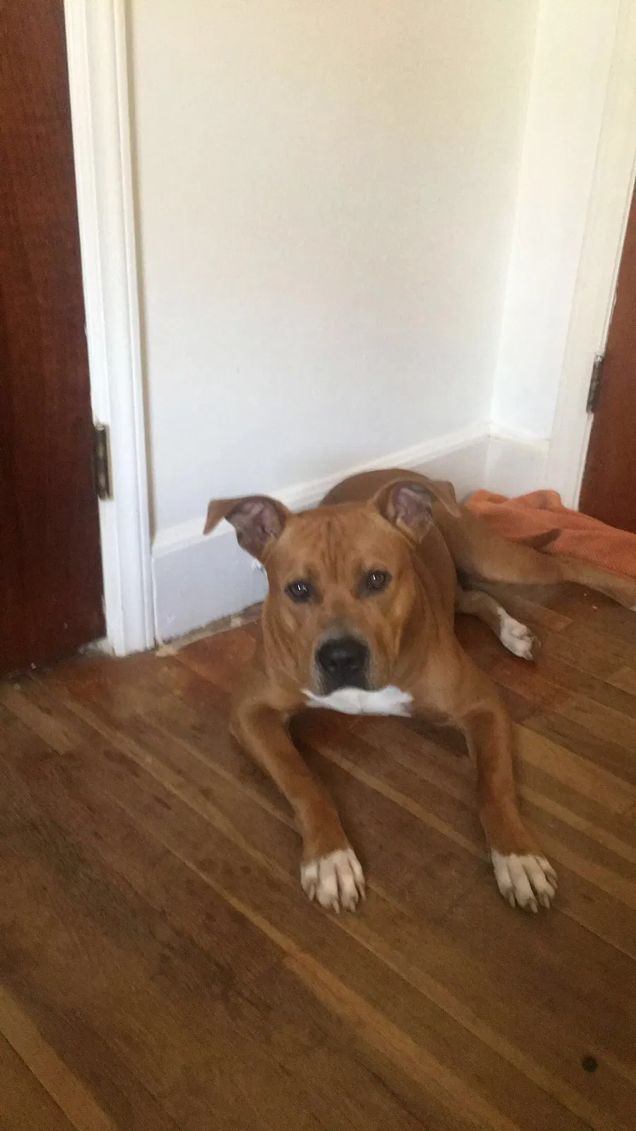 Found dog in Columbia, SC, 29203