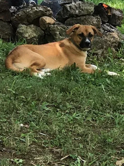 Found dog in Calhoun, TN, 37309