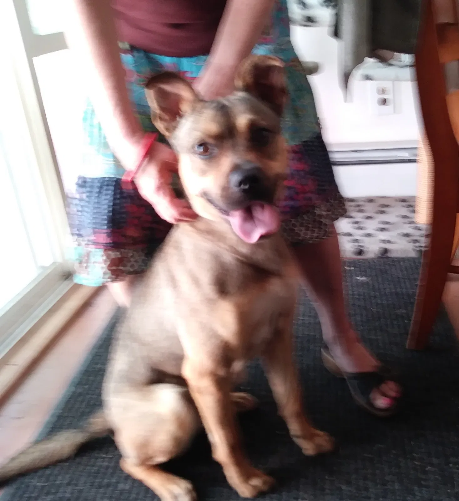 Found dog in Southfield, MI, 48075