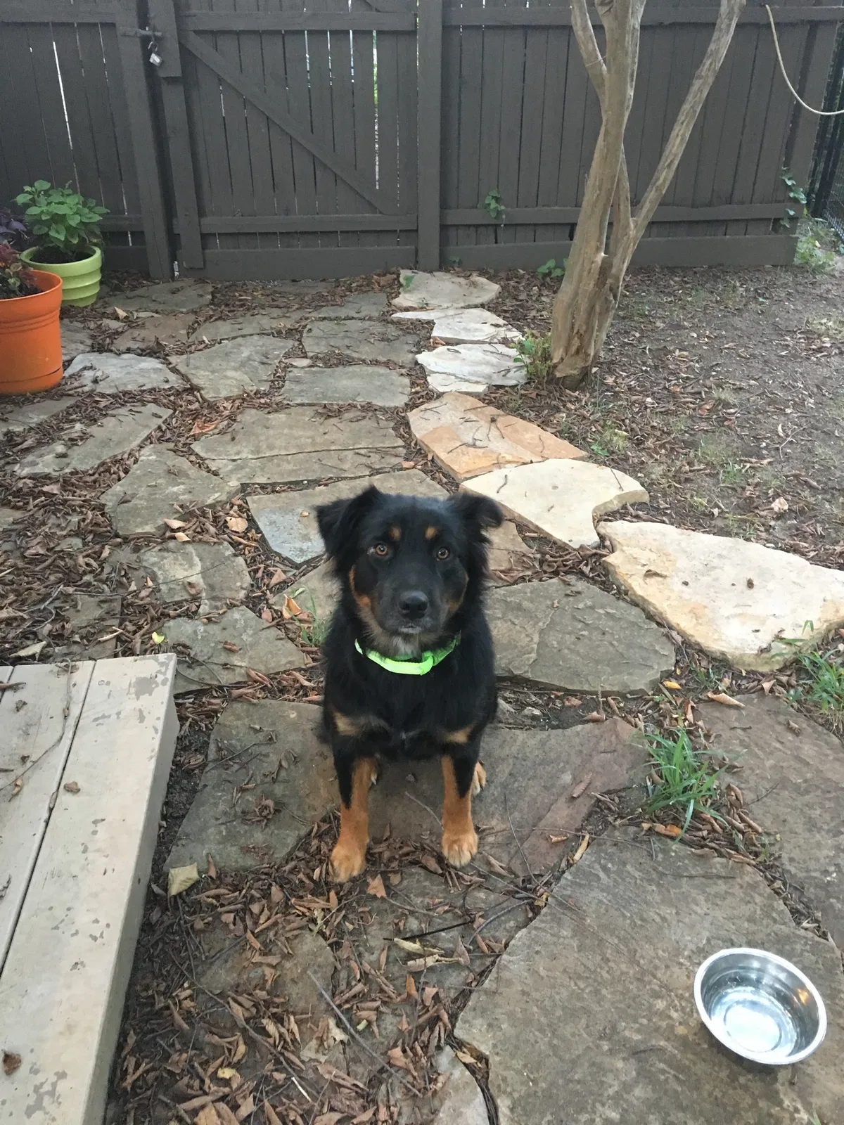 Found dog in Dallas, TX, 75218