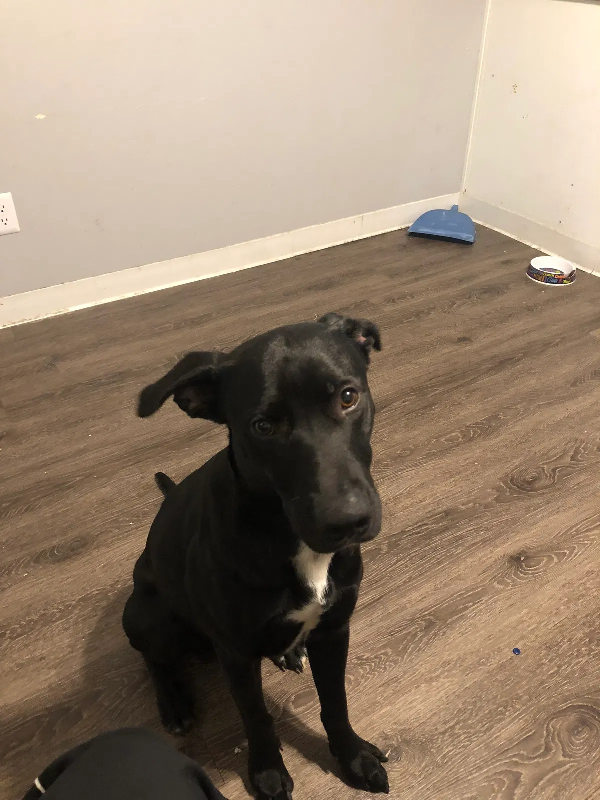 Found dog in Colorado Springs, CO, 80917