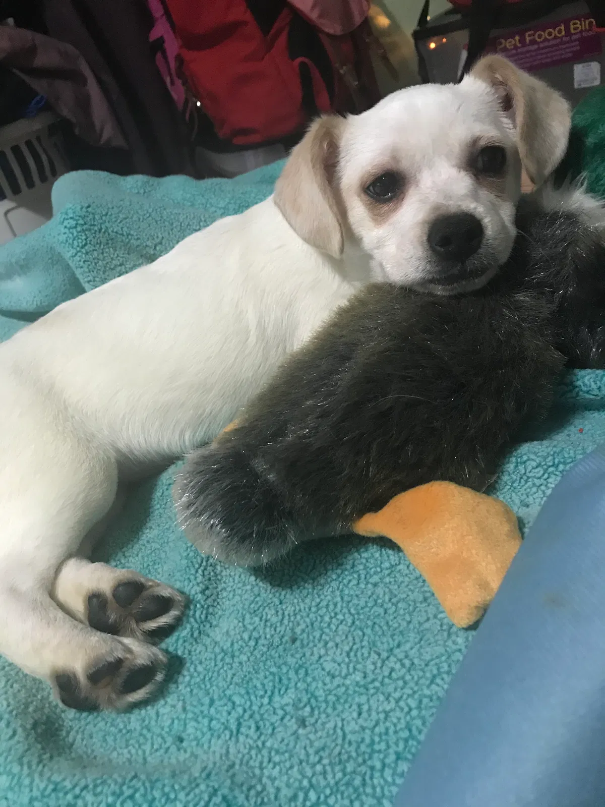 Found dog in Stockton, CA, 95212