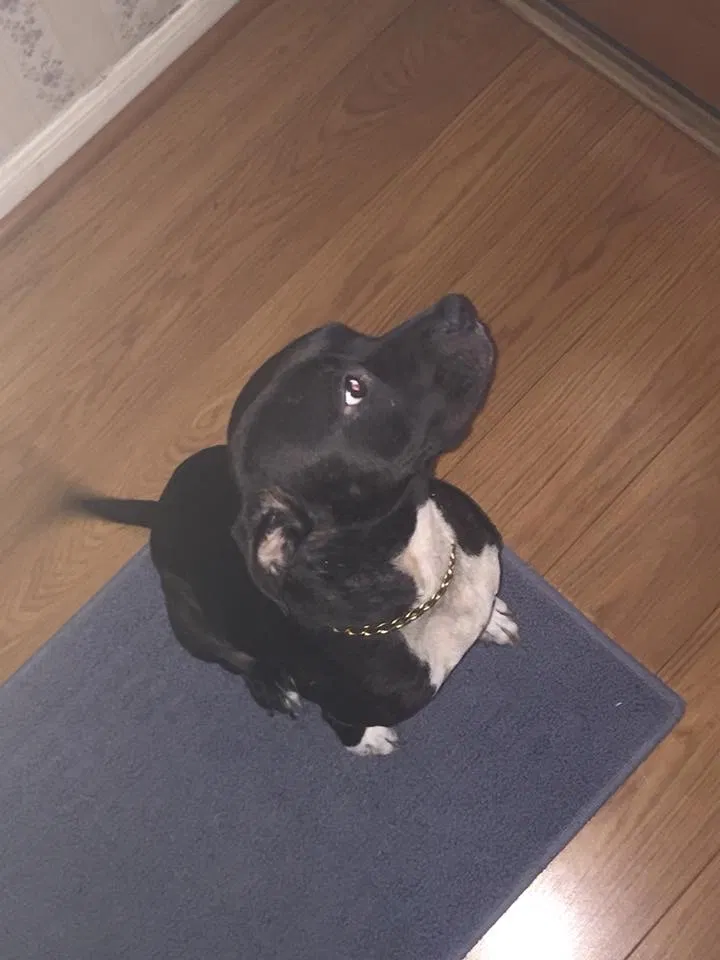 Found dog in Spring, TX, 77380