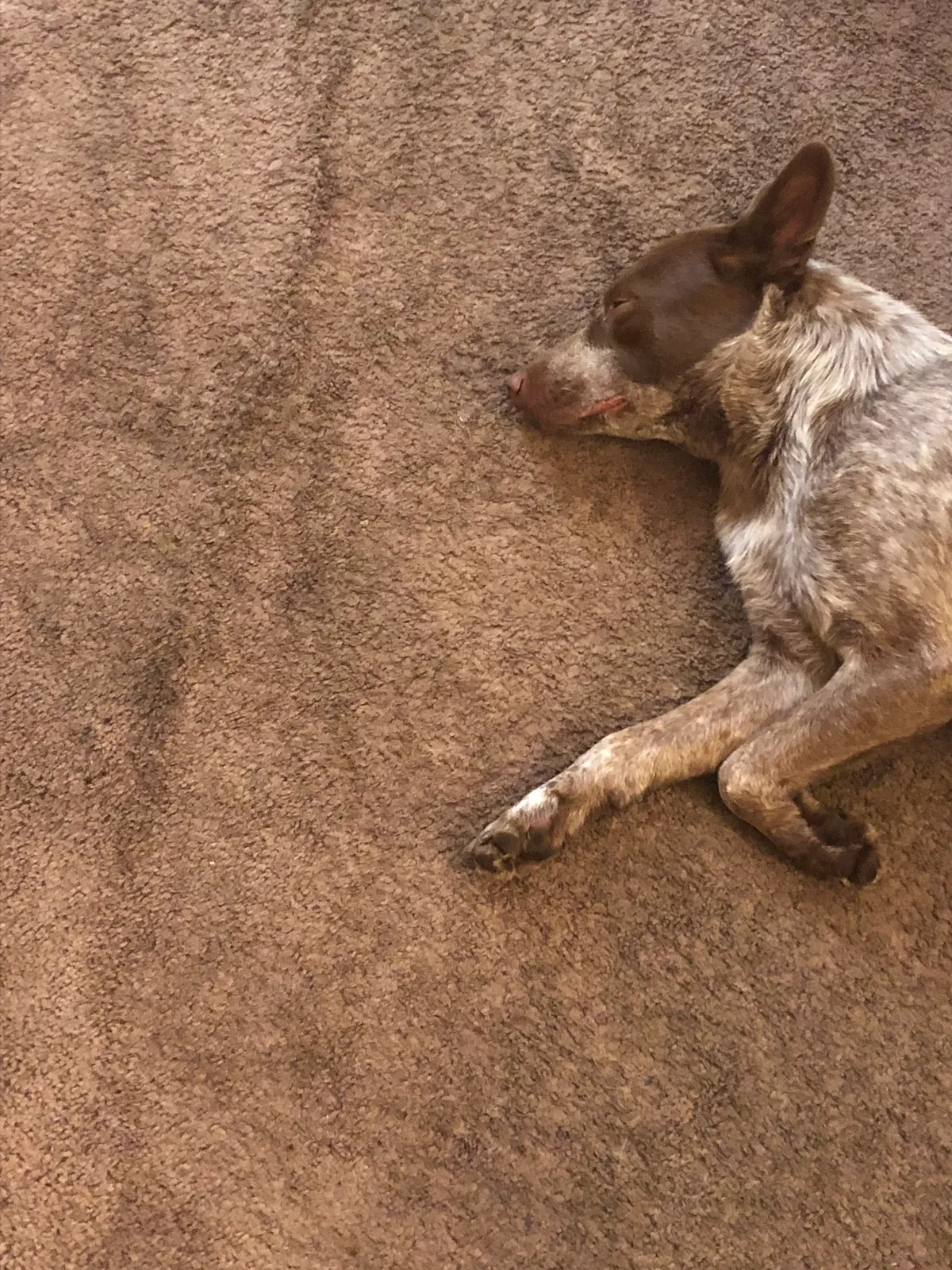 Found dog in Phoenix, AZ, 85033