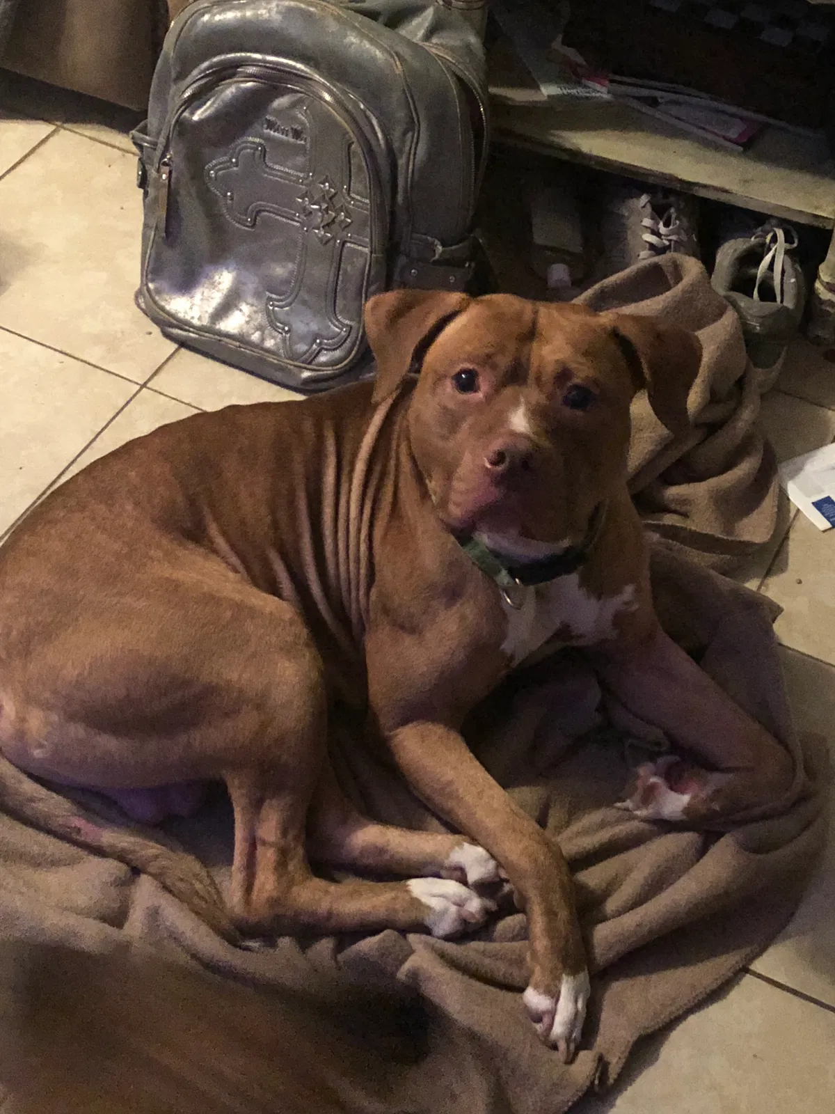 Found dog in Copperas Cove, TX, 76522