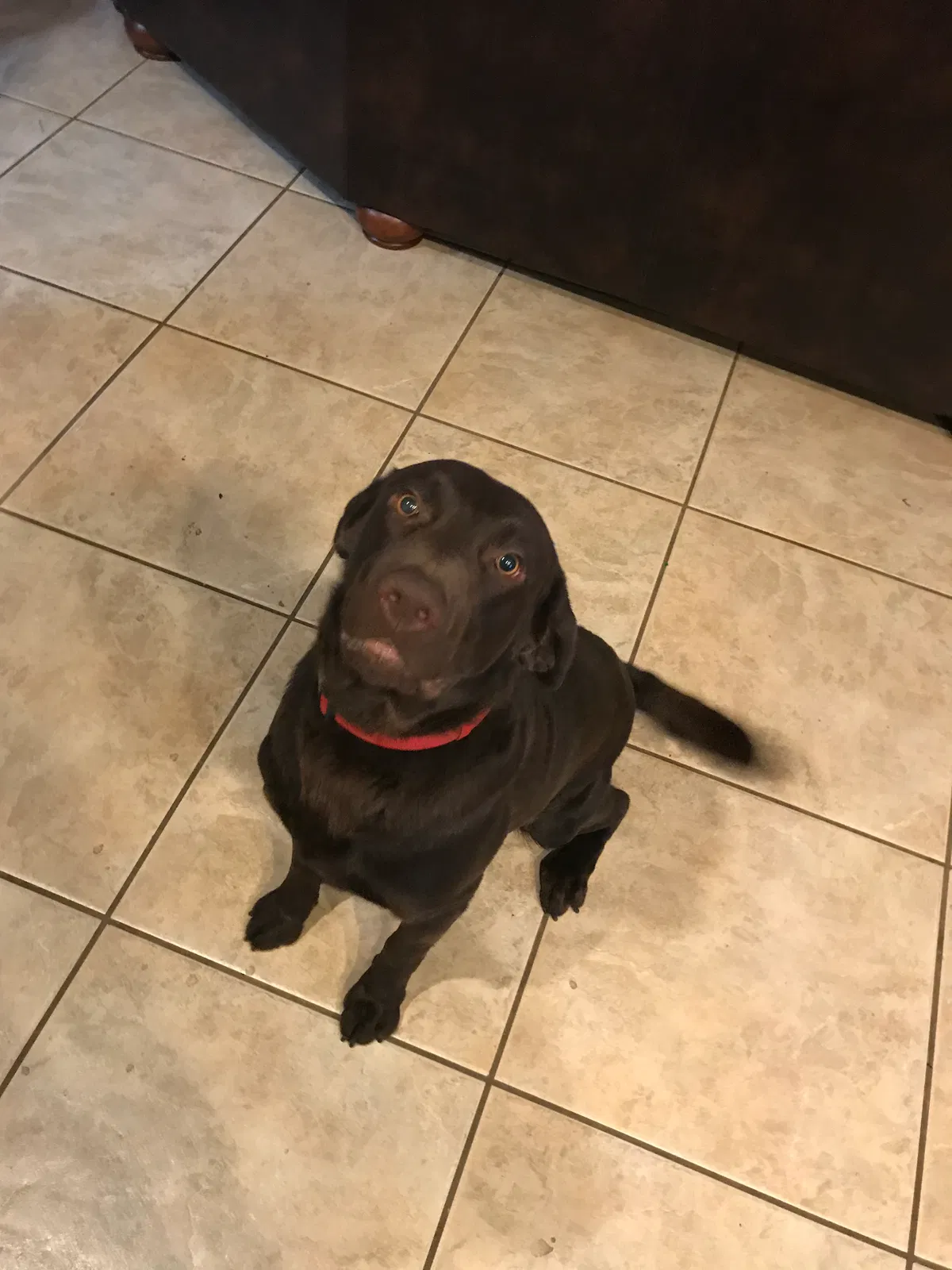 Found dog in Gilbert, AZ, 85234