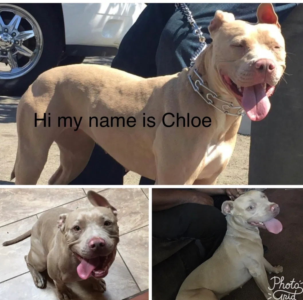 Found dog in Fontana, CA, 92335