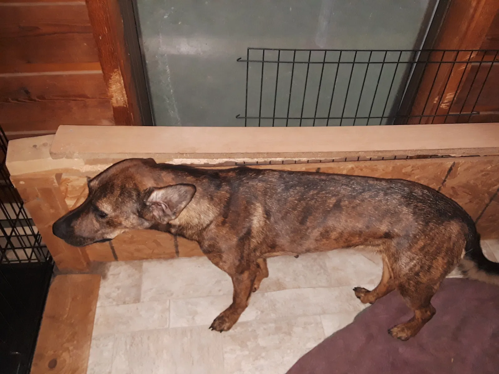 Found dog in Eldon, MO, 65026