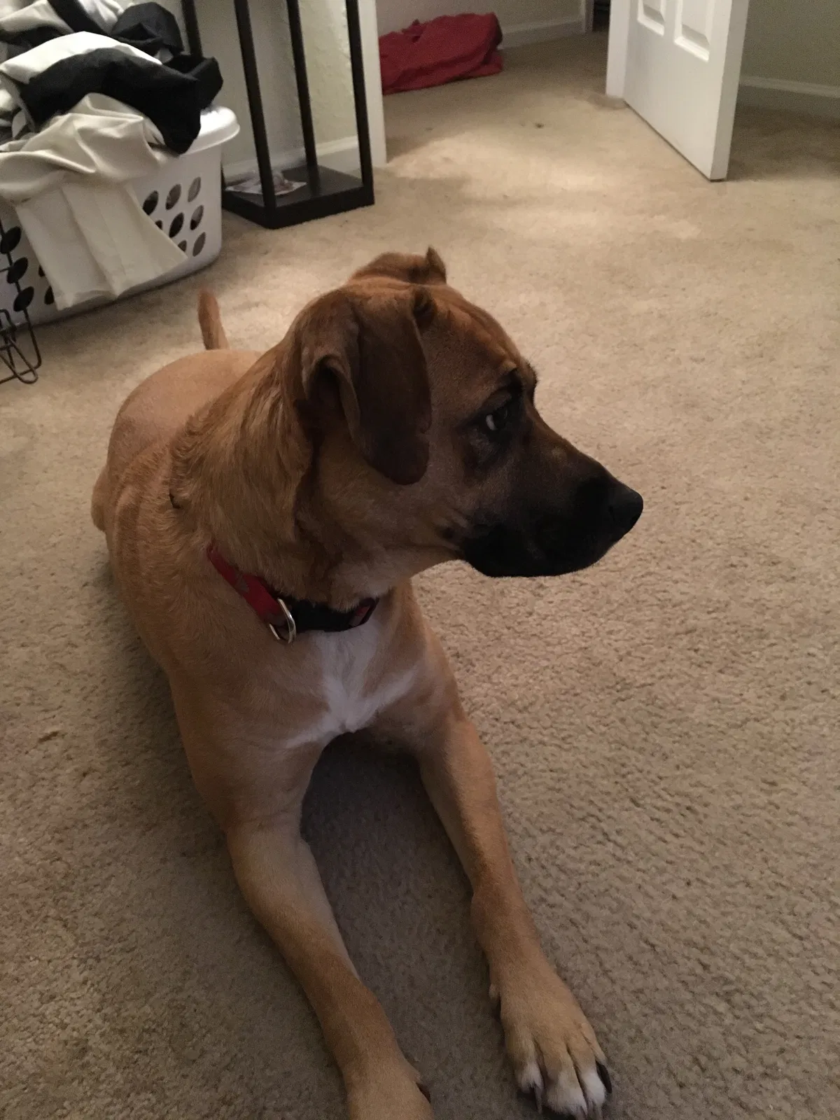 Found dog in Mooresville, NC, 28117