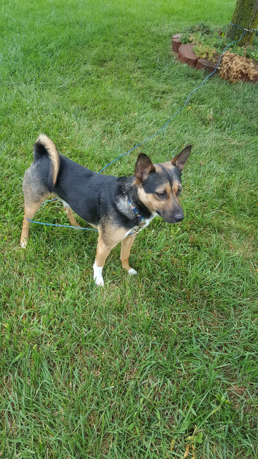 Found dog in Franklin, OH, 45005