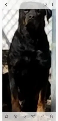 Found dog in Woodbridge, NJ, 7095