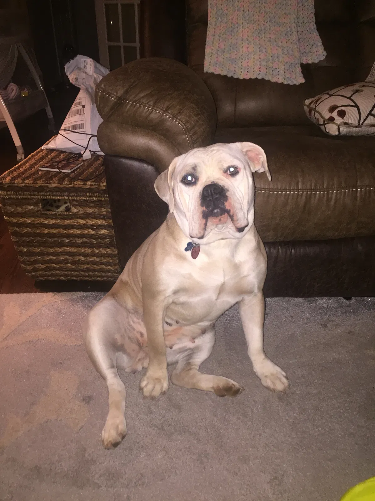Found dog in Brookeville, MD, 20833