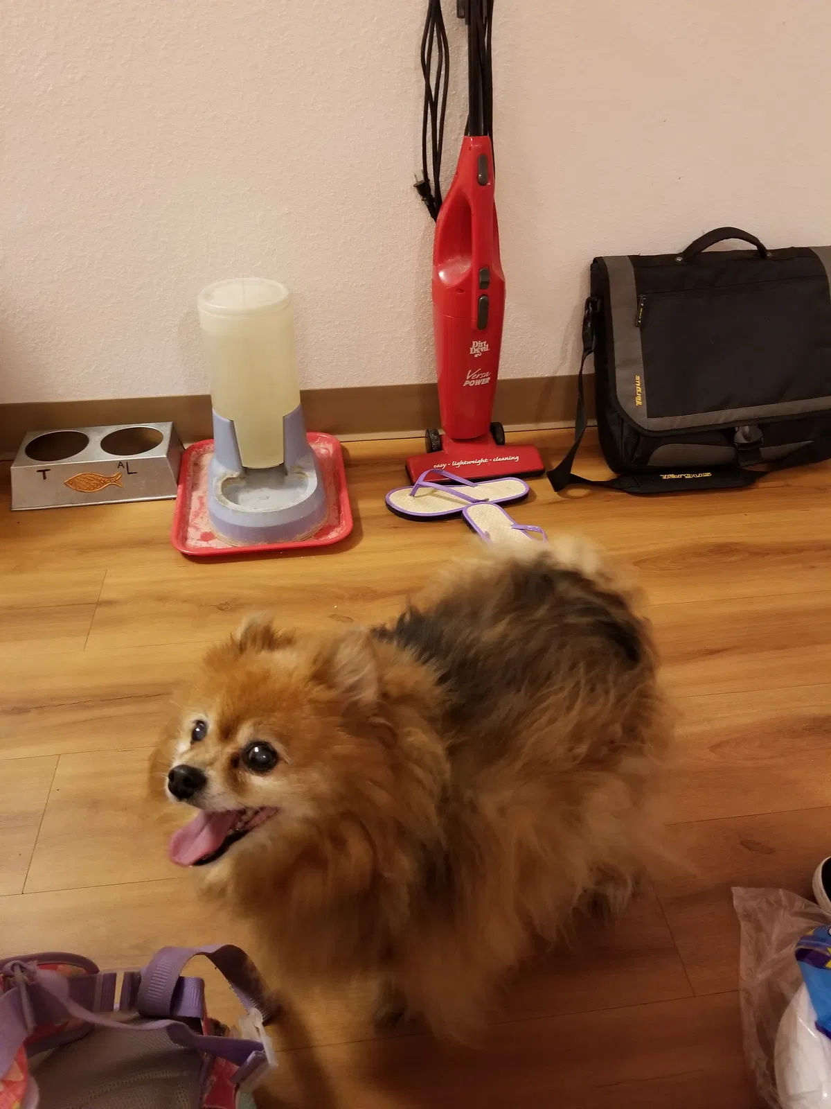 Found dog in Mount Vernon, OH, 43050