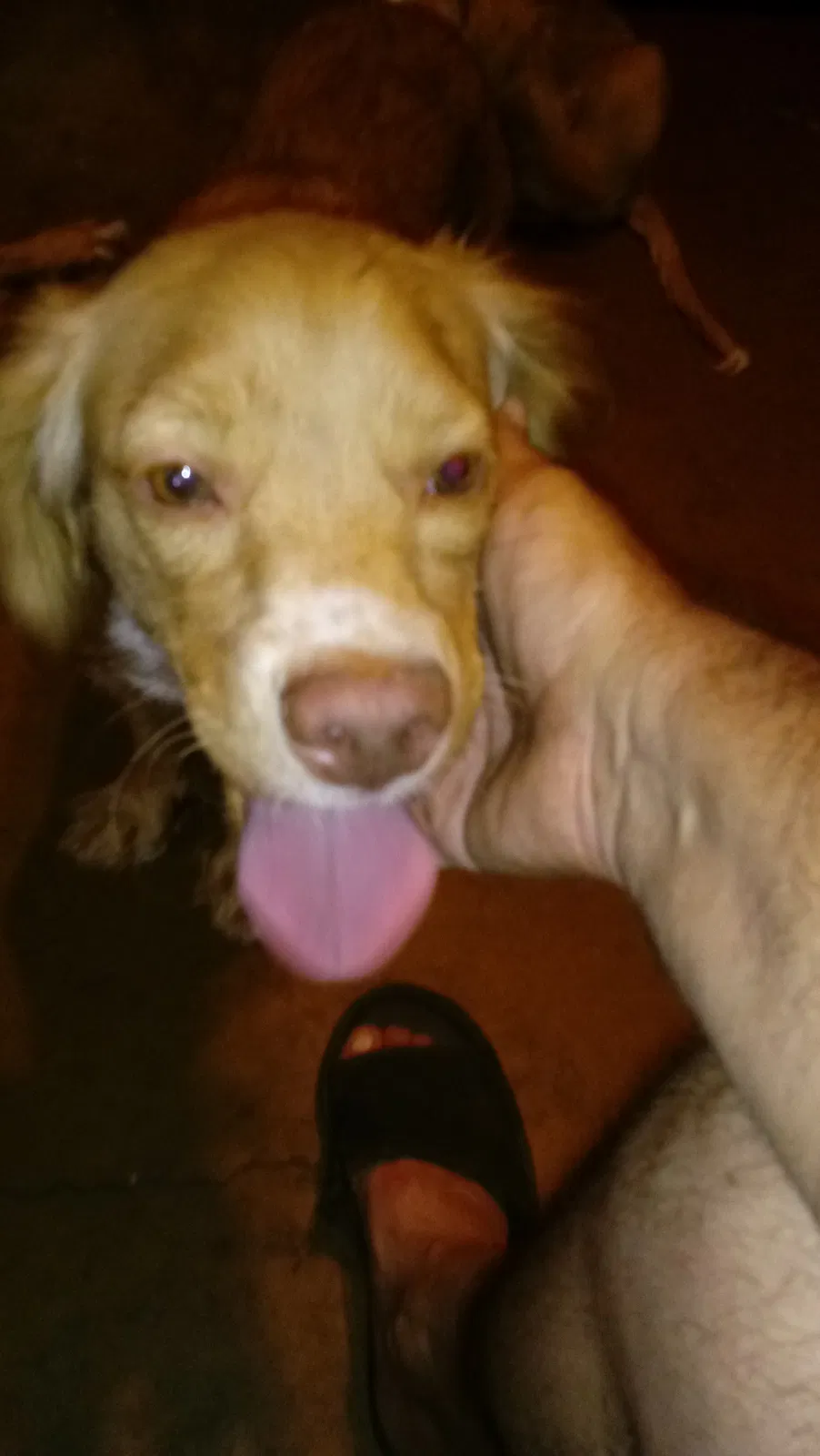 Found dog in Tempe, AZ, 85281