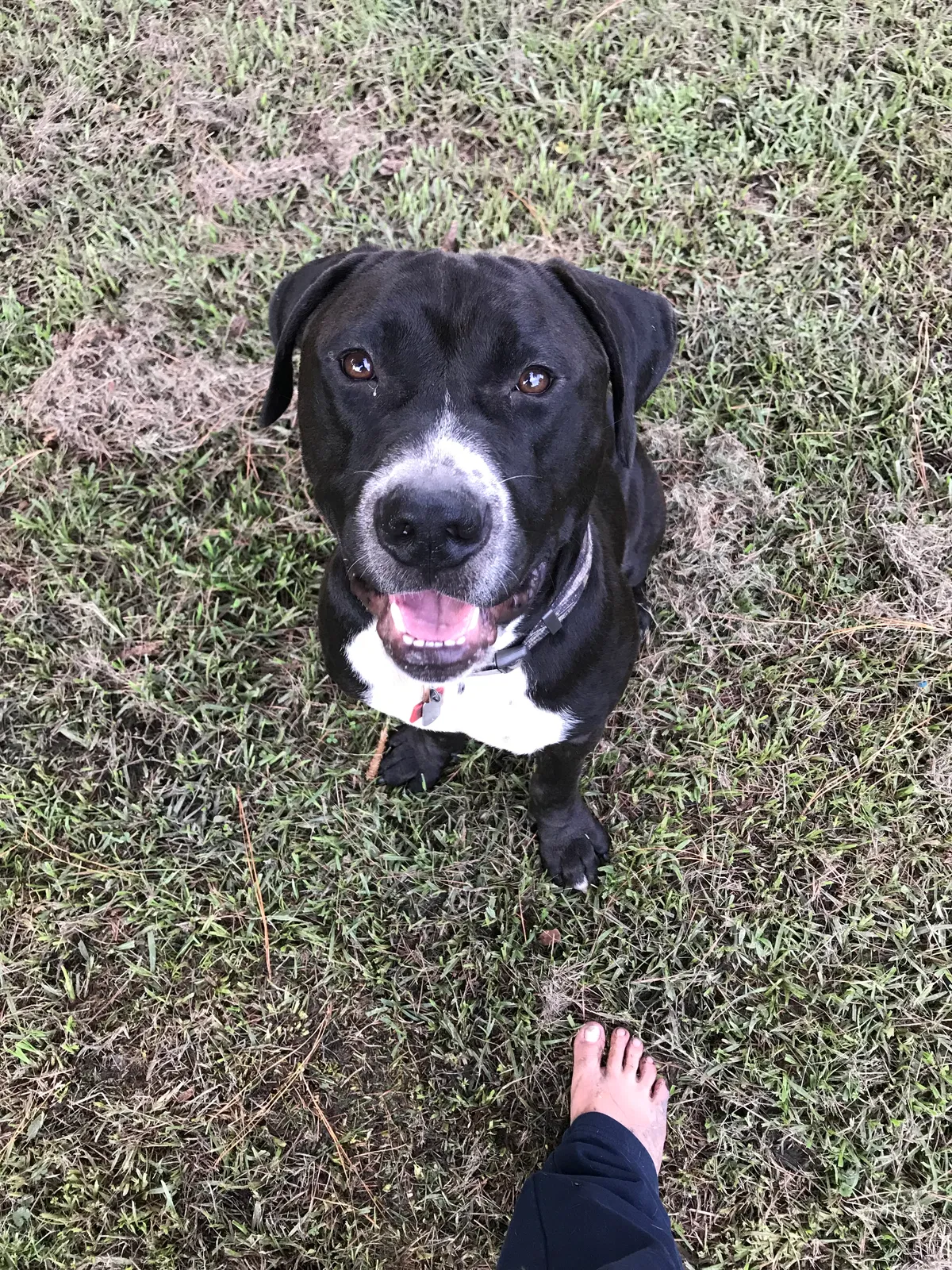 Found dog in Jacksonville, NC, 28540