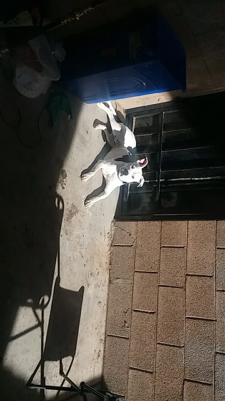 Found dog in Mesa, AZ, 85203