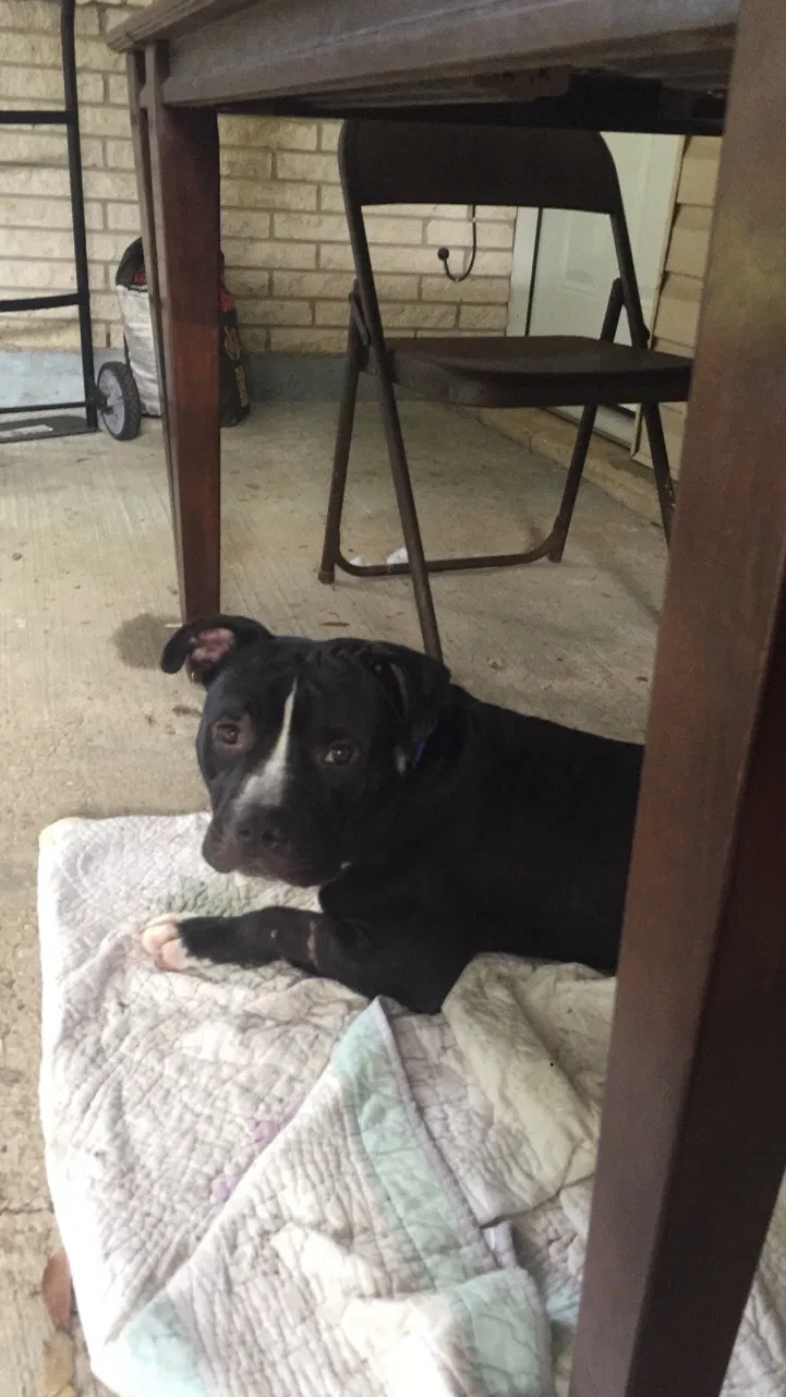 Found dog in Pensacola, FL, 32505