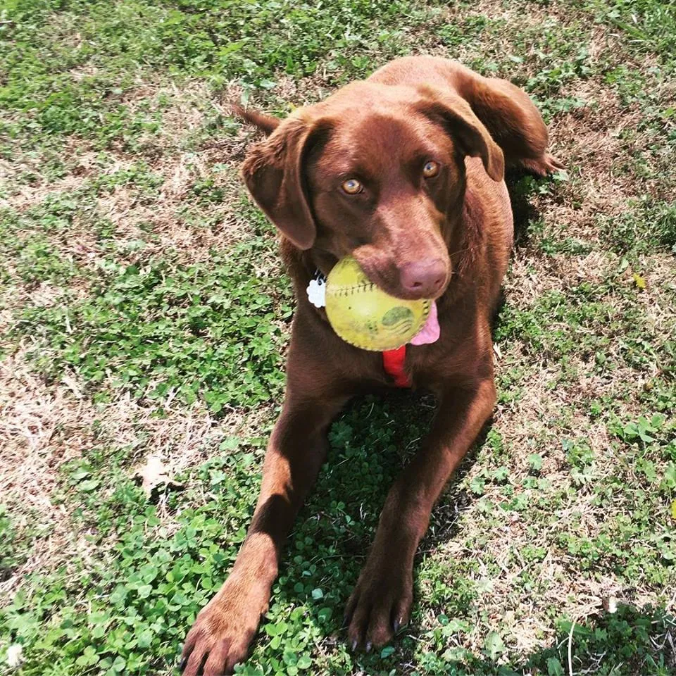 Found dog in Smyrna, TN, 37167