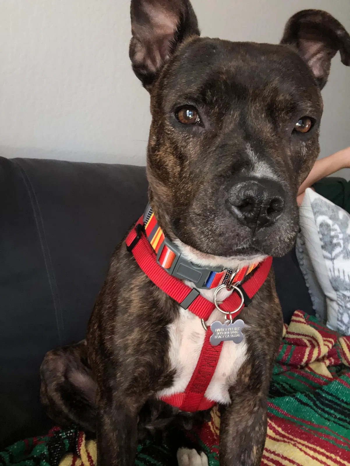 Found dog in Tracy, CA, 95376