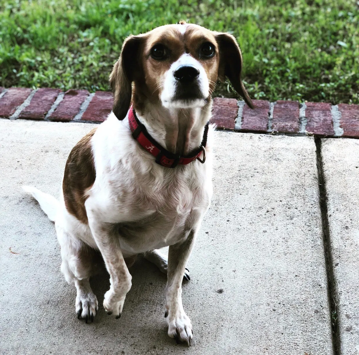 Found dog in Northport, AL, 35475
