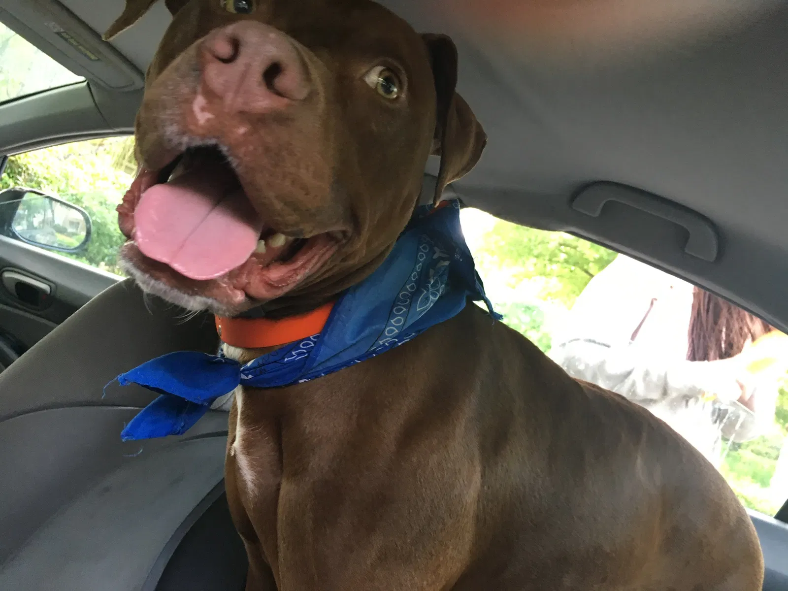 Found dog in Suwanee, GA, 30024