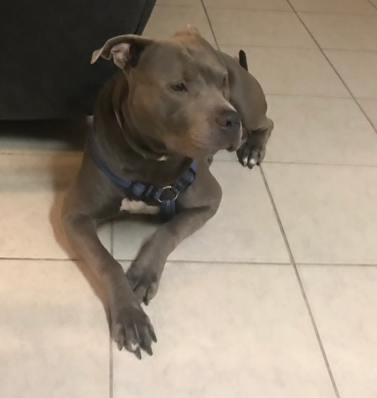 Found dog in Bradenton, FL, 34207