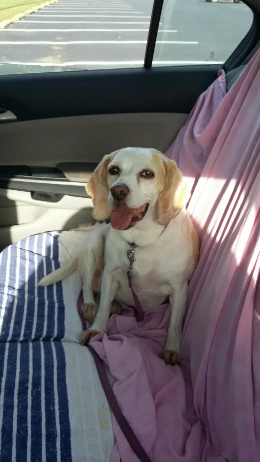 Found dog in New Albany, IN, 47150