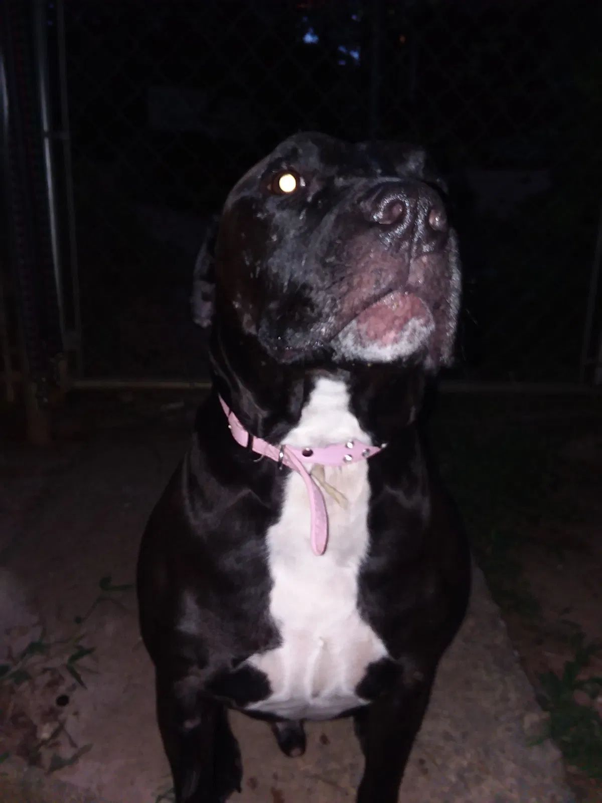 Found dog in Atlanta, GA, 30345