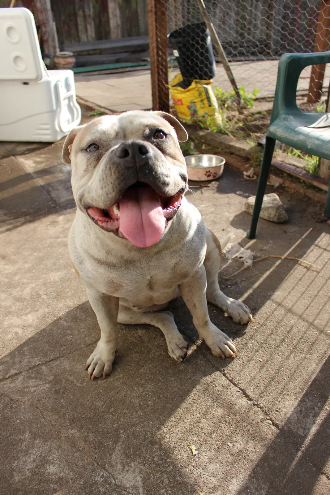 Found dog in San Francisco, CA, 94116