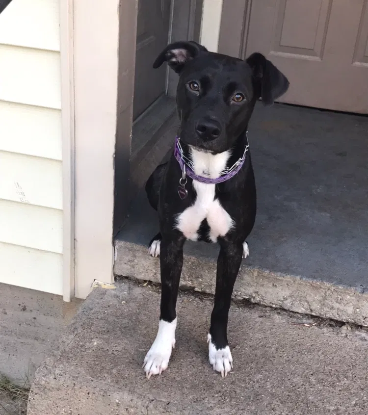 Found dog in Killeen, TX, 76541