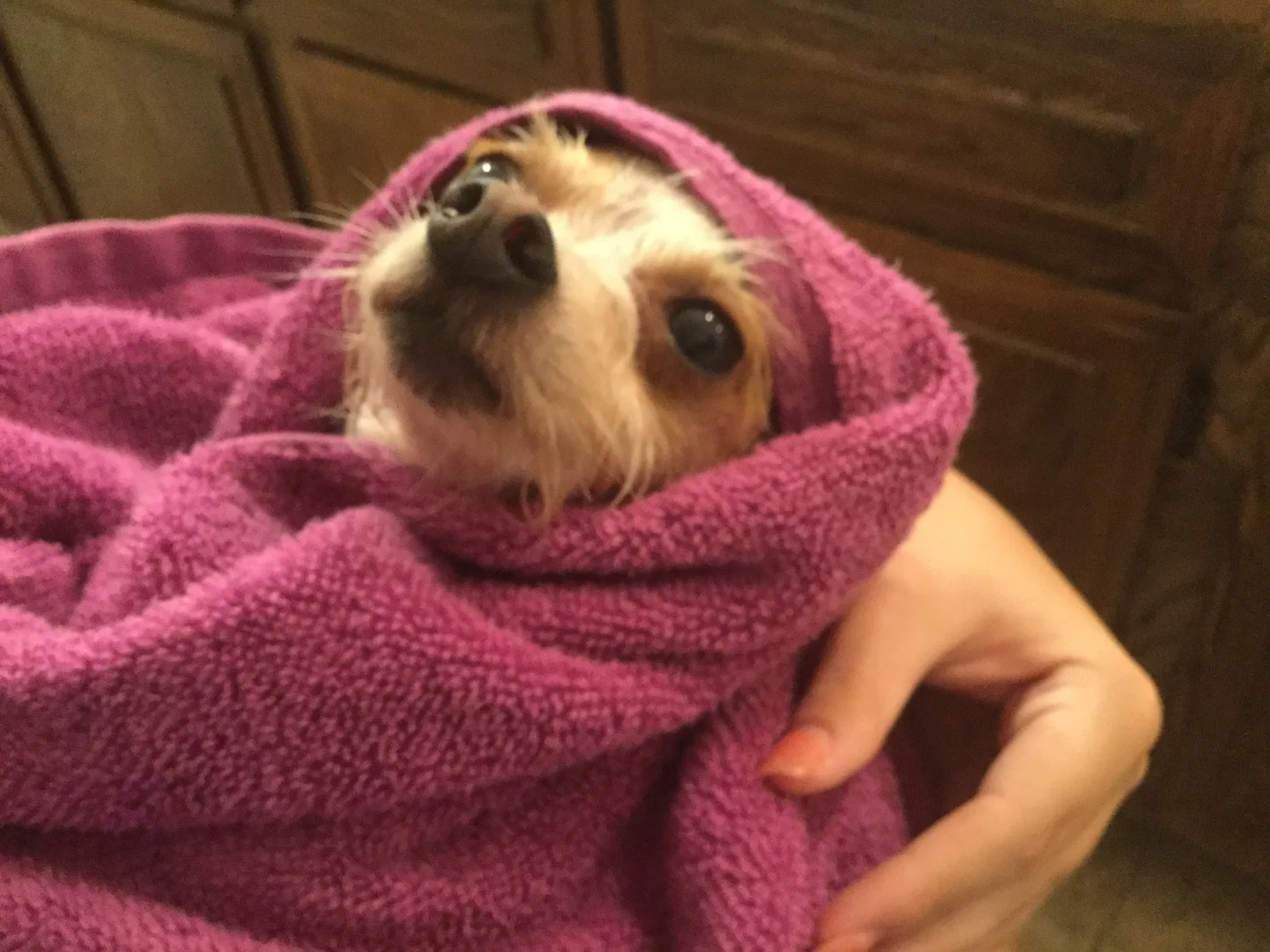 Found dog in Lake Forest, CA, 92630