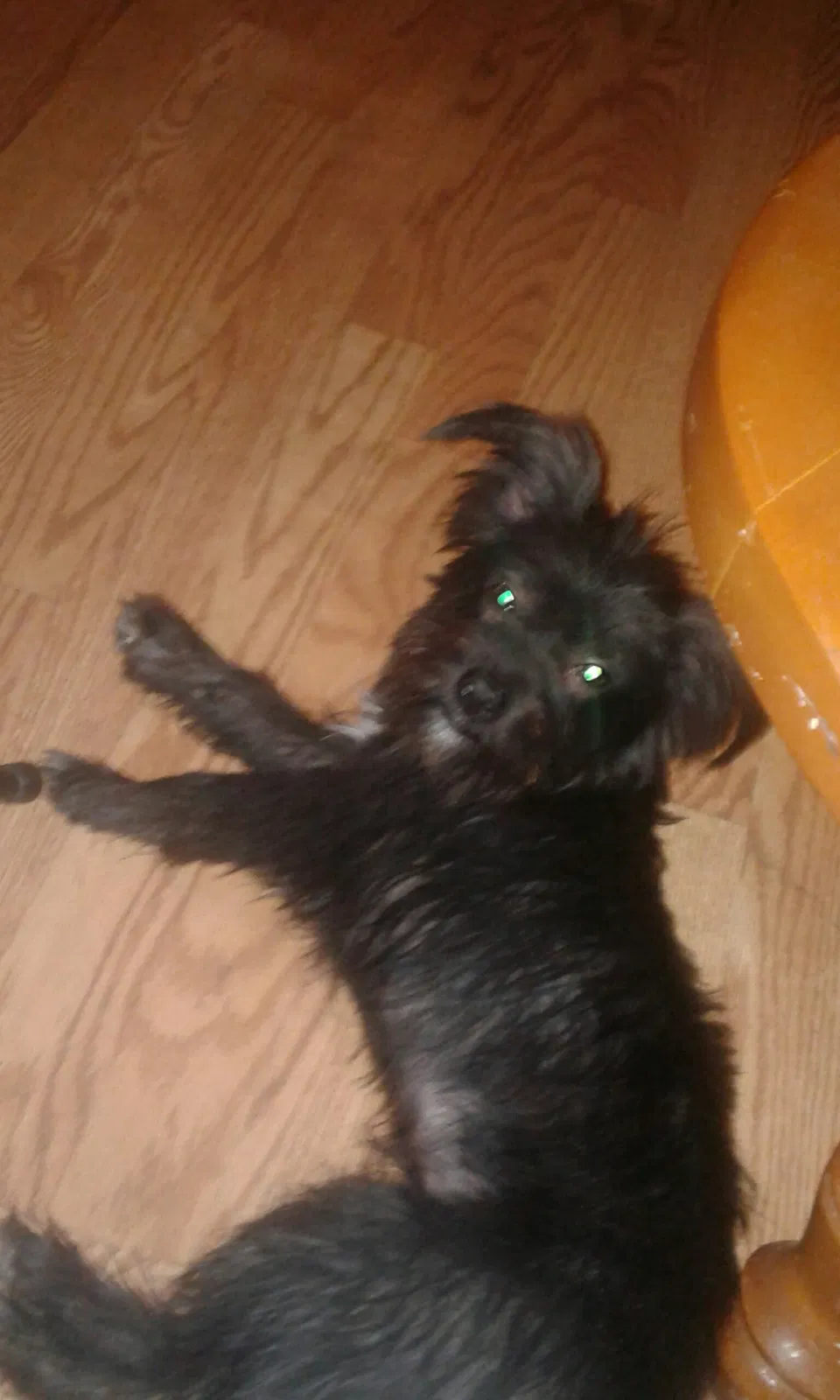 Found dog in Phoenix, AZ, 85043