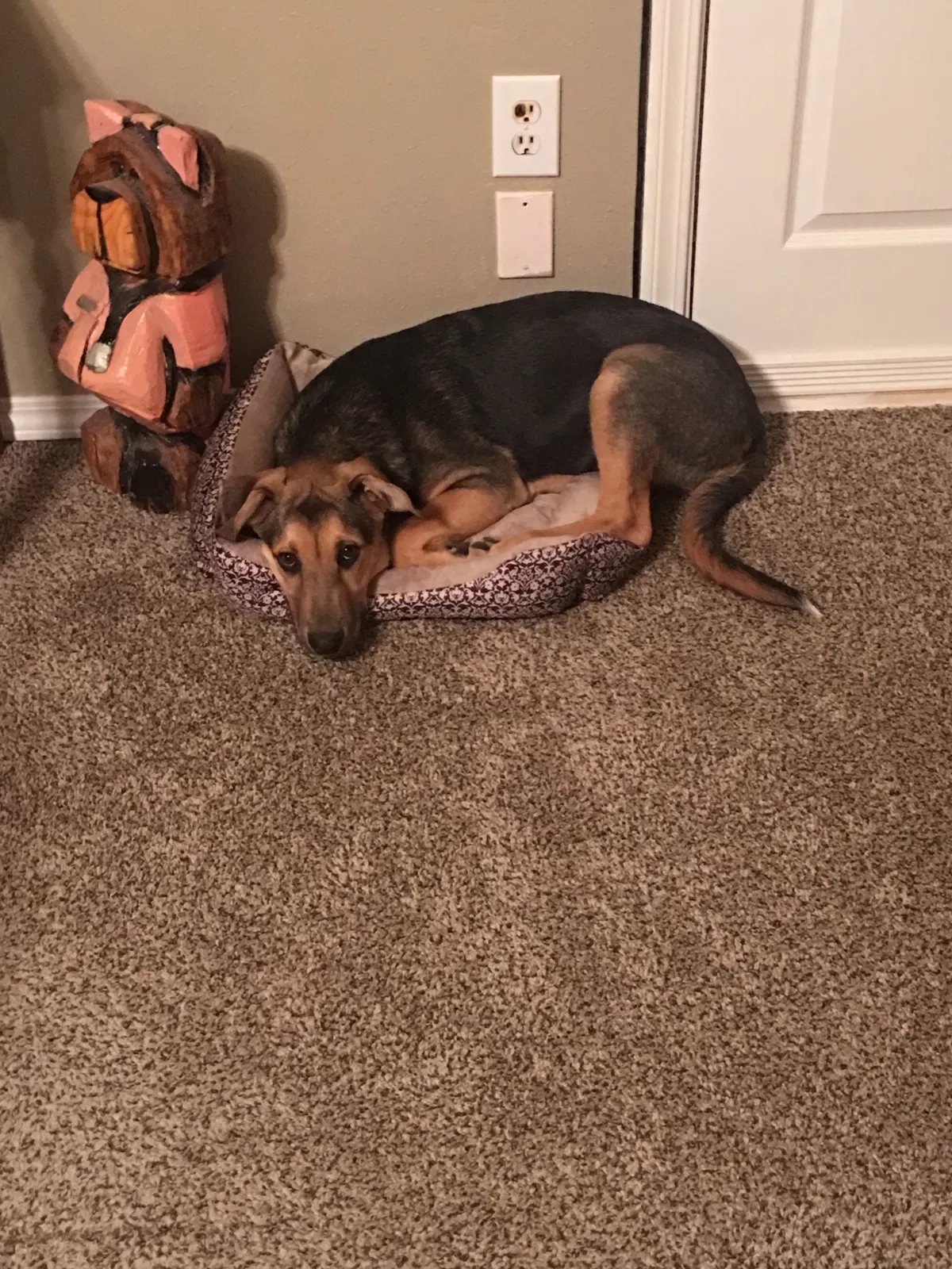 Found dog in Los Lunas, NM, 87031