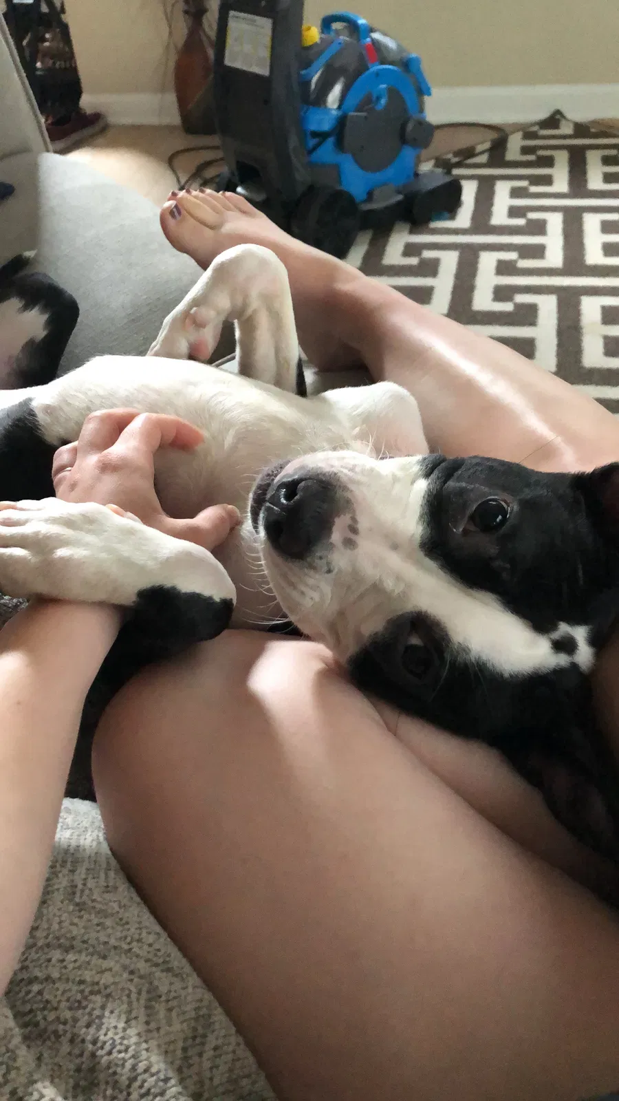 Found dog in Tallahassee, FL, 32303