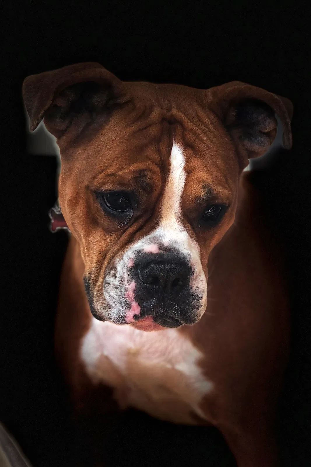 Found dog in Miami Beach, FL, 33139