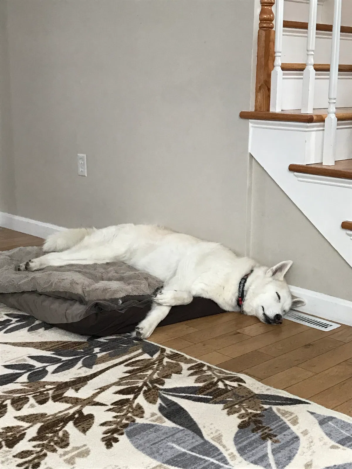 Found dog in Tyngsboro, MA, 1879