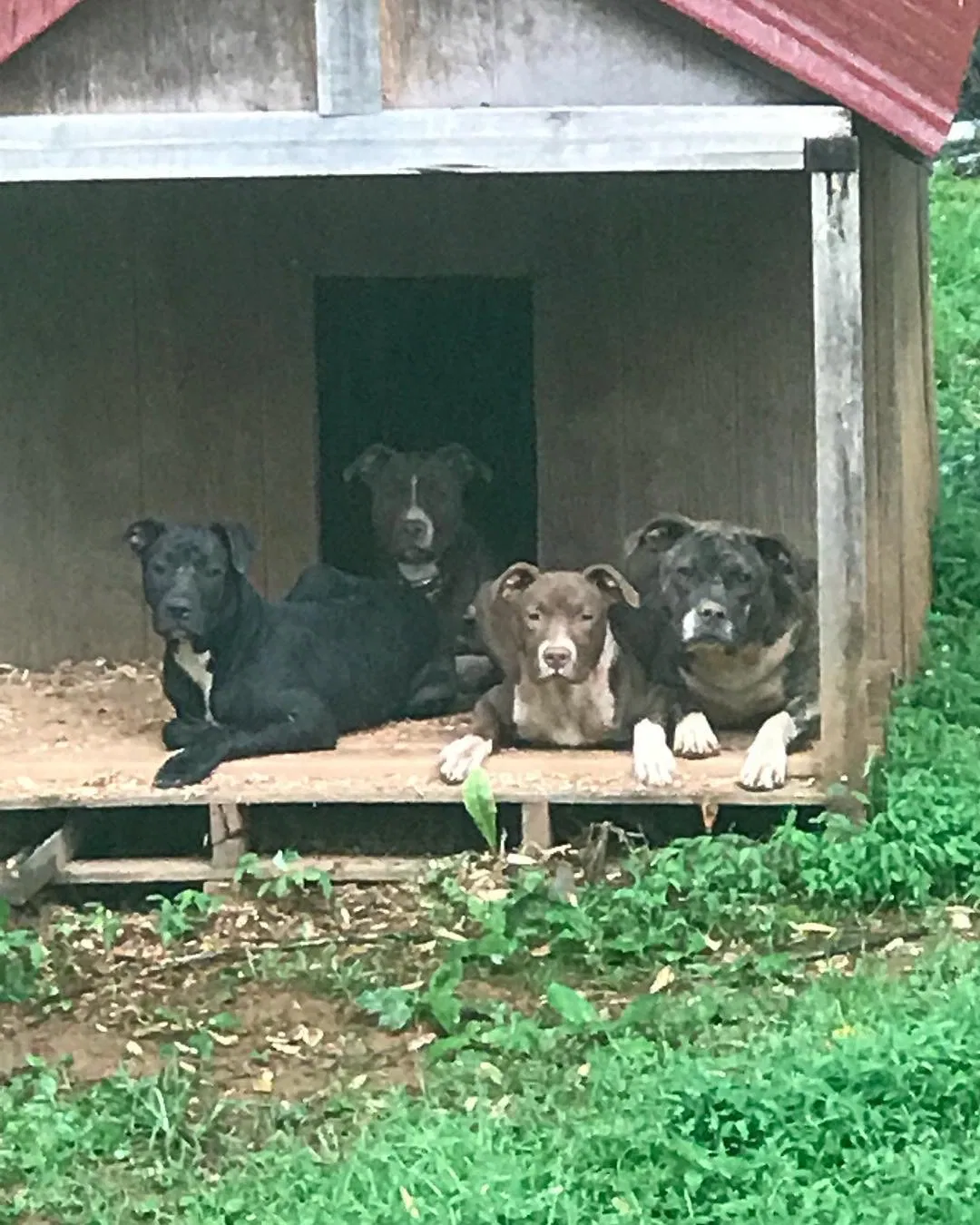 Found dog in Kernersville, NC, 27284