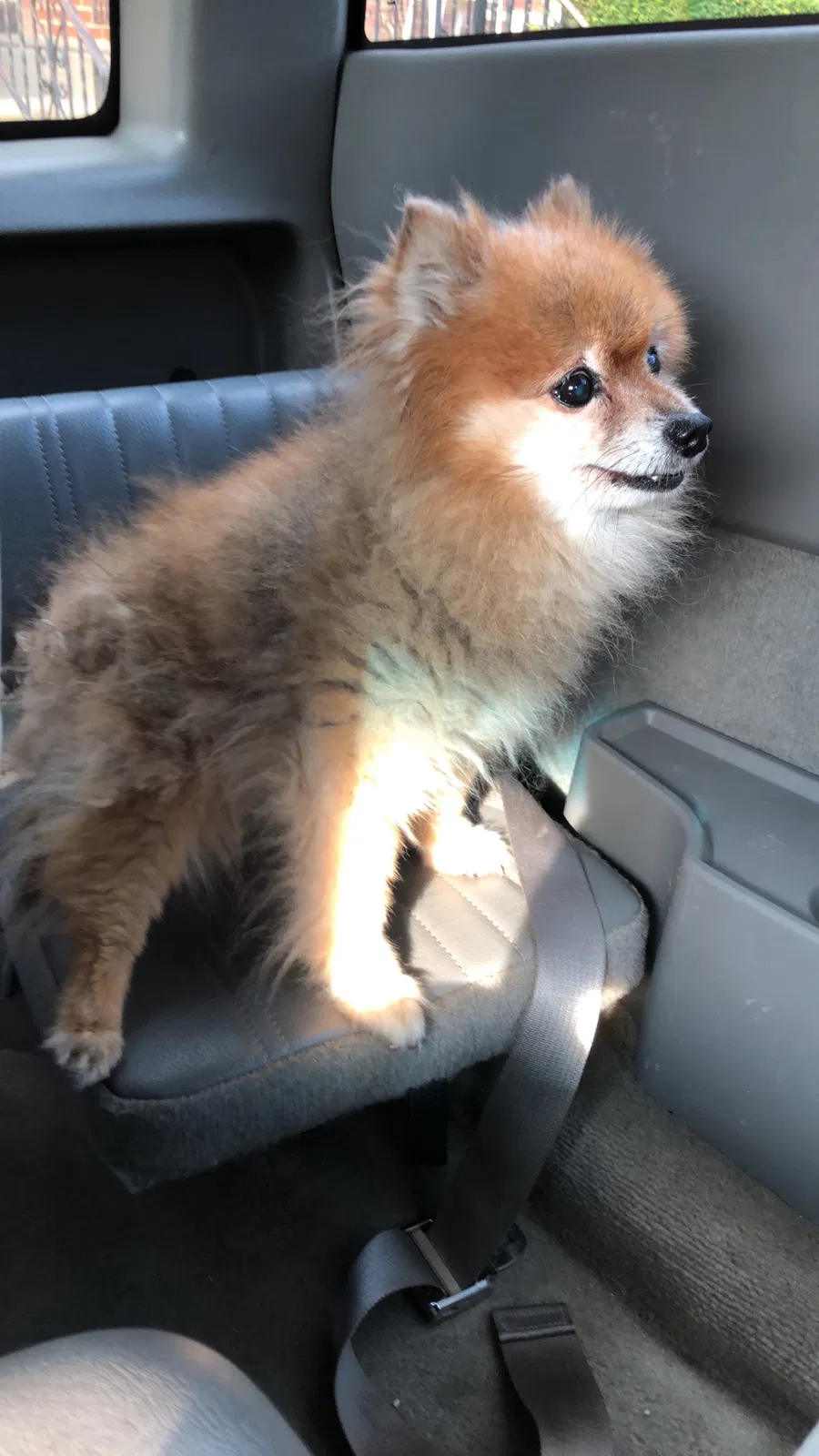 Found dog in Philadelphia, PA, 19112