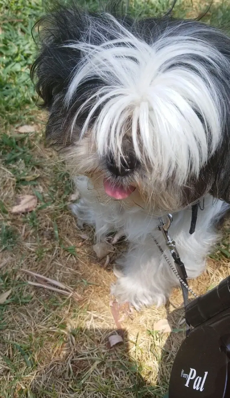 Found dog in Canyon Country, CA, 91387