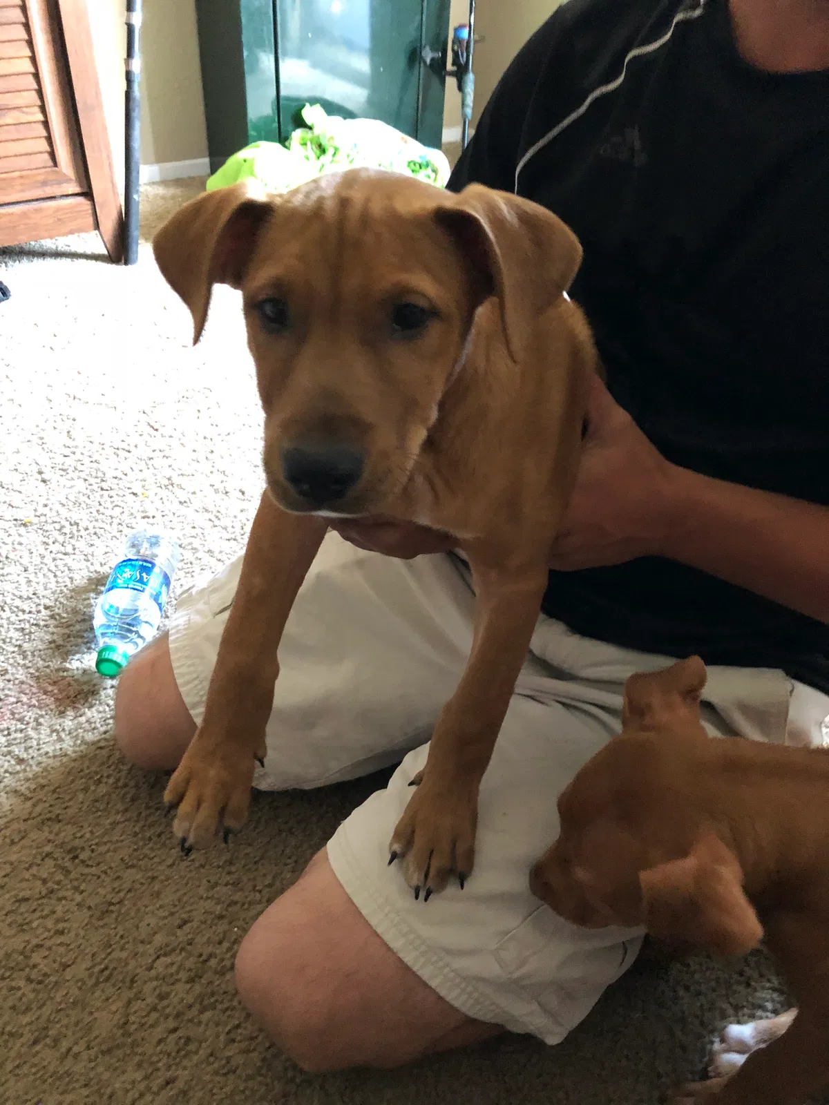 Found dog in Corpus Christi, TX, 78418
