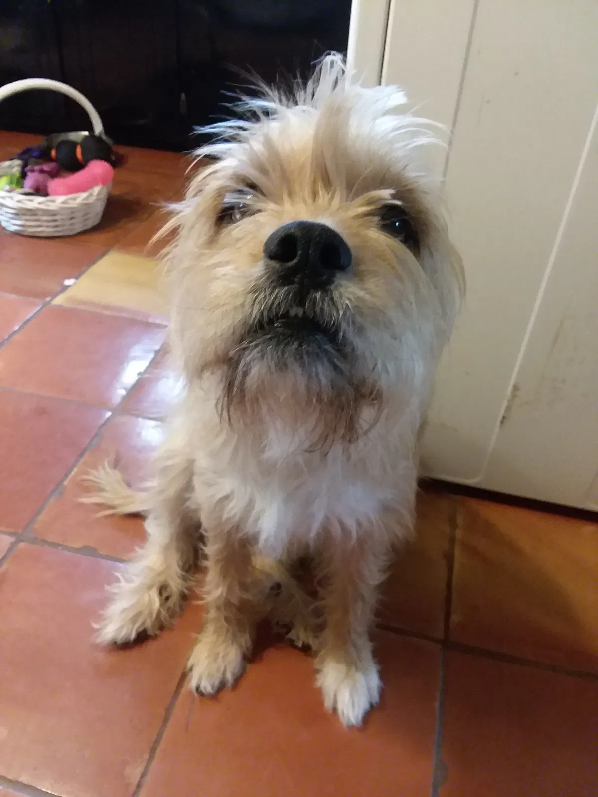 Found dog in Clarksville, TN, 37040